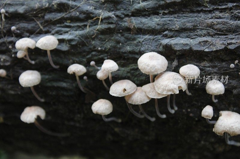 蘑菇/真菌长在腐烂的木头上
